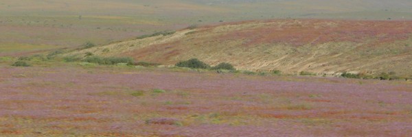 De La Serena au désert&nbsp;d&rsquo;Atacama