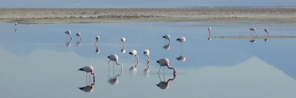 Une journée aux lacs de l&rsquo;Altiplano et au Salar de&nbsp;Talar