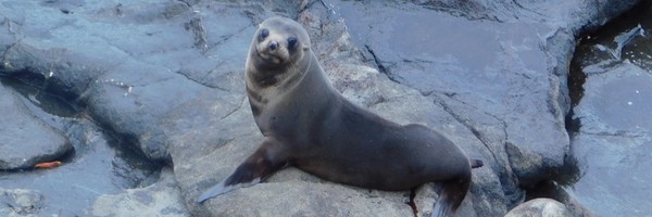 Les phoques et les &laquo;&nbsp;boulders&nbsp;&raquo; de&nbsp;Moeraki