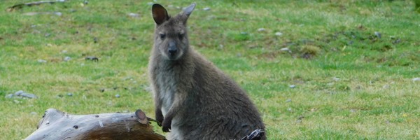 Une journée à Christchurch, entre parc animalier et centre-ville dévasté par le séisme de&nbsp;2011