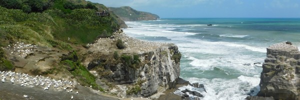 Les fabuleux Fous de Bassan de&nbsp;Muriwai