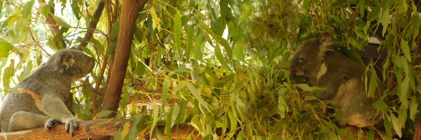 Rencontre avec des koalas et des&nbsp;kangourous