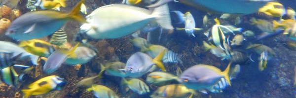 Une superbe plongée dans l&rsquo;aquarium d&rsquo;Osaka