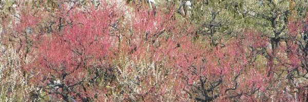 C&rsquo;est le début du printemps à Osaka&nbsp;!