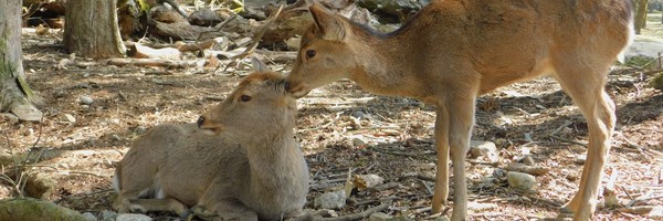 A Nara, l&rsquo;ancienne capitale impériale du&nbsp;Japon