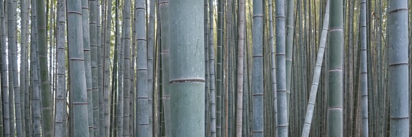 Bambous et temples à&nbsp;Arashiyama