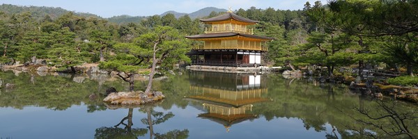 Cerisiers en fleurs et Temple du Pavillon d&rsquo;or à&nbsp;Kyoto