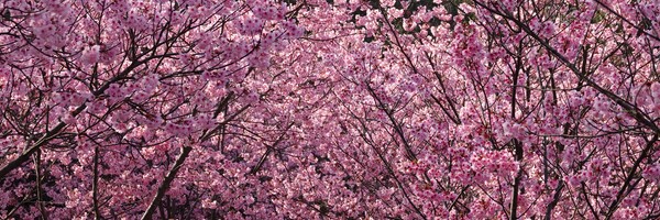 Bain de fleurs à&nbsp;Kyoto…