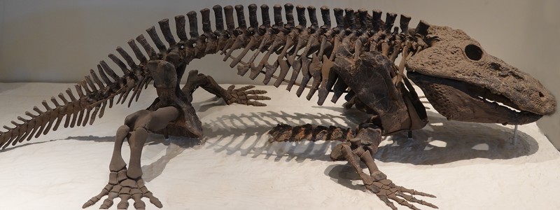 Au cœur des sciences, à l&rsquo;American Museum of Natural History de New&nbsp;York