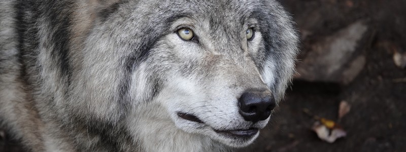Splendide découverte de la faune nord-américaine au Parc&nbsp;Oméga