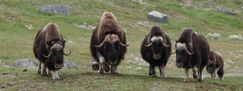 Au plus près de la faune de Boréalie, dans le superbe Zoo sauvage de Saint&nbsp;Félicien