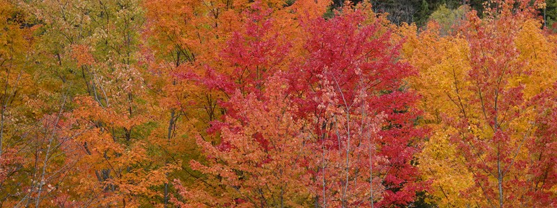 Fabuleuses couleurs d&rsquo;automne, du lac Saint Jean à&nbsp;Tadoussac