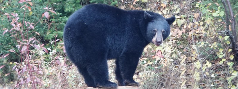 Sur la trace des ours noirs, au Domaine de nos&nbsp;Ancêtres
