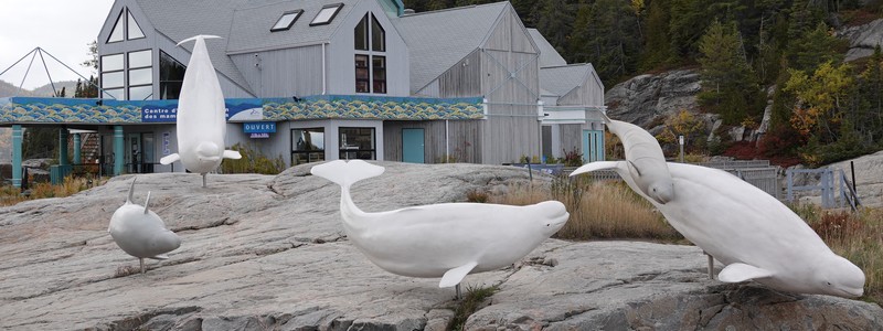 Au Centre d’Interprétation des Mammifères marins de&nbsp;Tadoussac