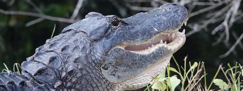Enfin des alligators, dans le nord des Everglades&nbsp;!