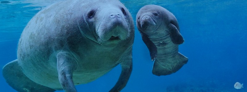 Lamantins et requins du golfe du&nbsp;Mexique