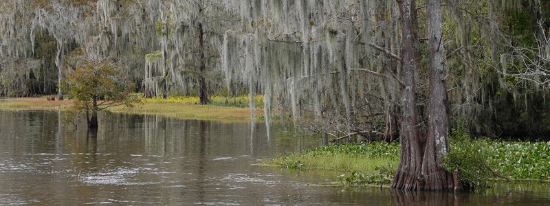 Voyage au cœur du&nbsp;bayou…