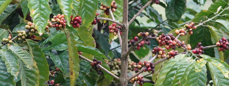Au cœur de la plantation de café de la famille Welchez, à la Finca Santa&nbsp;Isabel