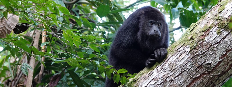 Rencontre avec les singes hurleurs du&nbsp;Bélize