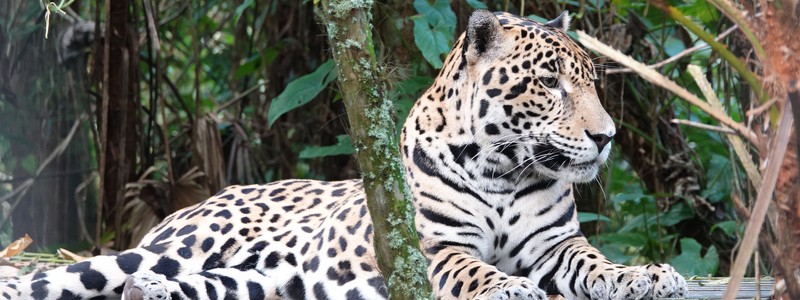 Deux jours fabuleux au lodge du Zoo de Belize, entre jungle et&nbsp;savane