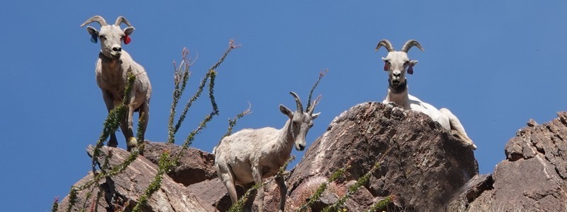 De San Diego à Palm Springs, par le désert d&rsquo;Anza-Borrego : un magnifique parcours&nbsp;!