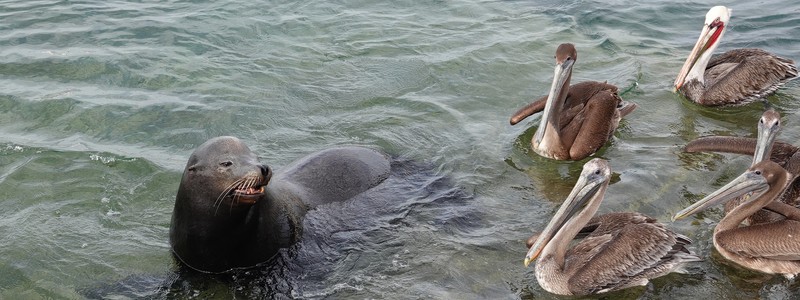 De La Paz à Cabo San Lucas, ou comment être plongés dans le tourisme de masse en moins de trois heures&nbsp;!