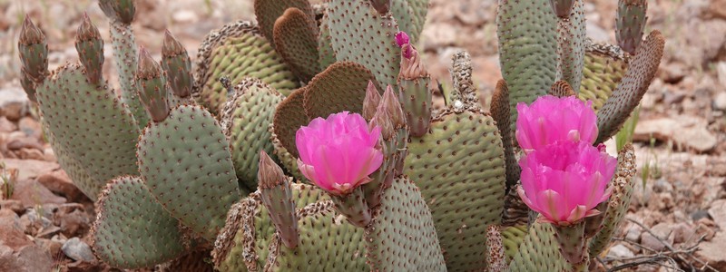 De Zion à Las Vegas, en passant par un désert en&nbsp;fleurs…