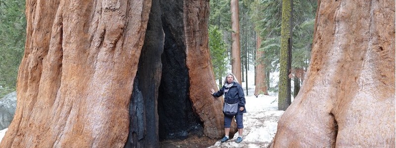 A l’ombre des arbres géants, au Sequoia National&nbsp;Park