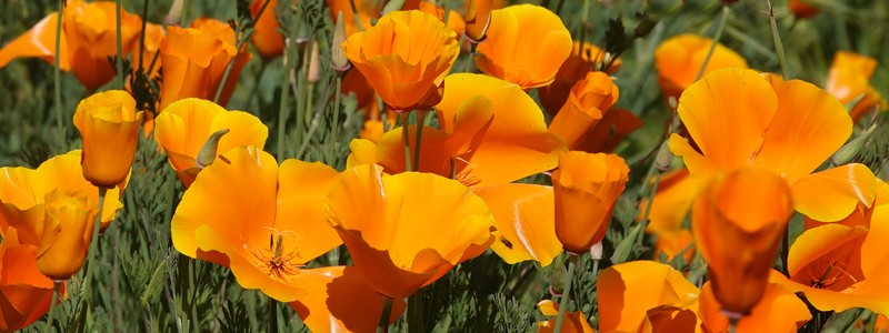 Un après-midi à Mariposa, sur les traces des chercheurs&nbsp;d’or…