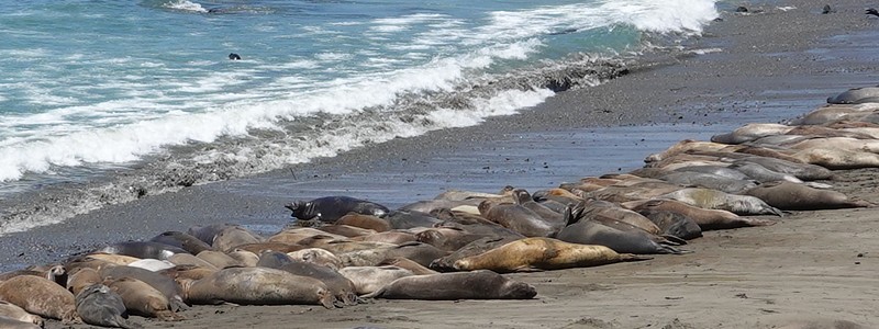 Toujours le long de la côte Pacifique, de Big Sur à Los Angeles, via Lompoc : une merveille&nbsp;!