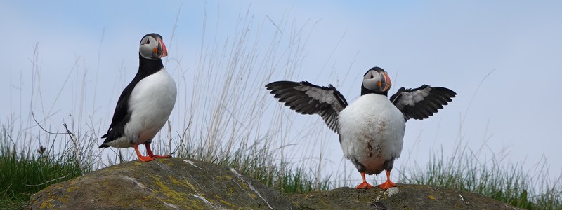 Dernier jour d’exception en Islande avec l’observation des macareux et la visite de&nbsp;Reykjavik