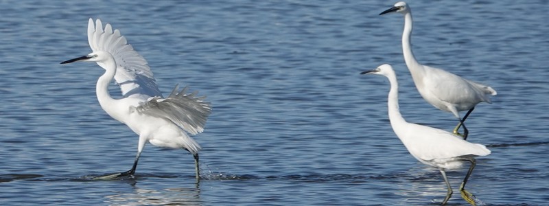 Sur les chemins de la Camargue, autour des Saintes Maries de la&nbsp;Mer