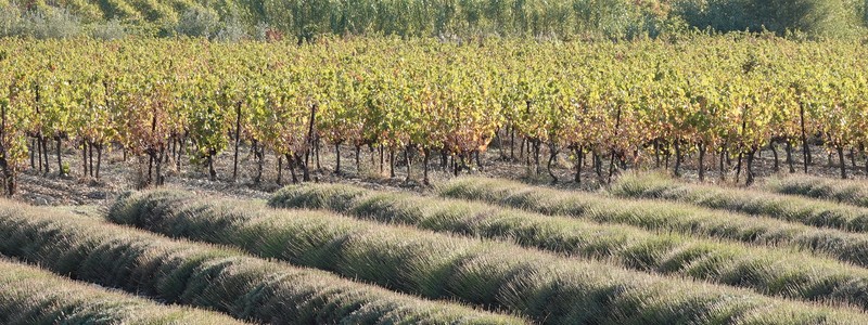 Balades à vélo dans l’enclave des Papes et le pays de Grignan, terres de lavande, de vignes, d’oliviers et de chênes truffiers&nbsp;!