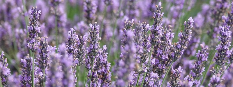 Au bord de la Drôme, entre vignes et champs de&nbsp;lavande