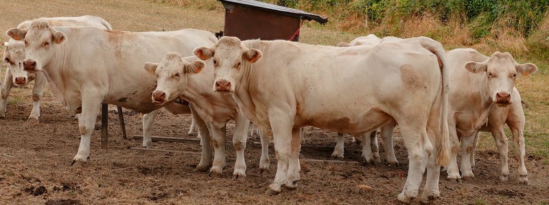 Agriculture, élevage et patrimoine autour de Dompierre-sur-Besbre, Bourbon Lancy et&nbsp;Digoin…