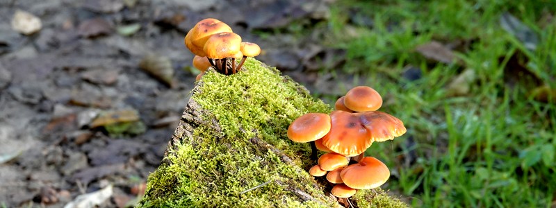 Balades d’automne vers la Maggia – de Ponte Brolla à Avegno – et du côté d&rsquo;Ascona…