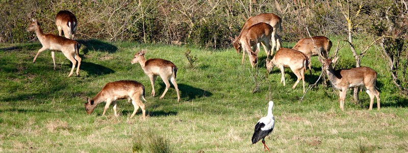 De Peralada au parc naturel des Aiguamolls, deux belles balades au cœur de l’Alt&nbsp;Empordà…
