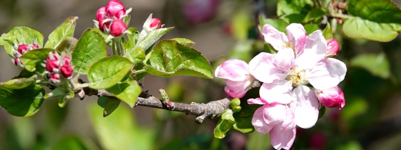 Bain de fleurs à Roses : une jolie rando bien bucolique dans la sierra&nbsp;!