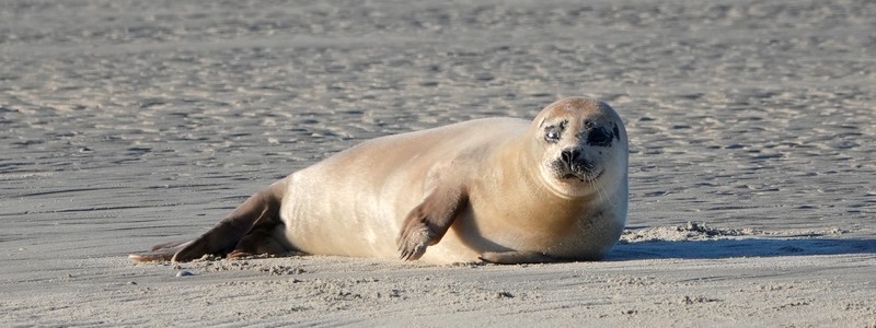 Quelques jours sur la côte d’Opale, entre Berck et Le&nbsp;Touquet