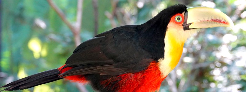 Toucans, perroquets, mosquée et temple bouddhiste : nos découvertes très éclectiques à Foz do Iguaçu&nbsp;!