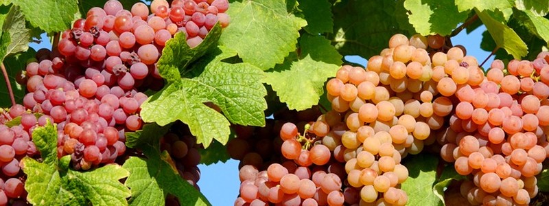 10 jours fabuleux dans le Haut-Rhin, au cœur du vignoble alsacien : Colmar, Eguisheim, Rouffach et Munster&nbsp;(2)