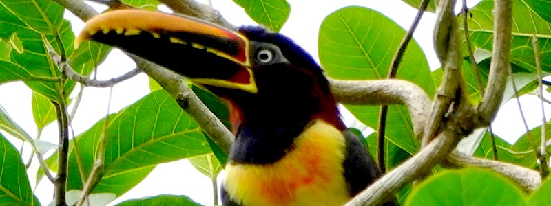 A Bonito, dans le Pantanal : quelques jours au coeur d&rsquo;un patrimoine naturel exceptionnel…