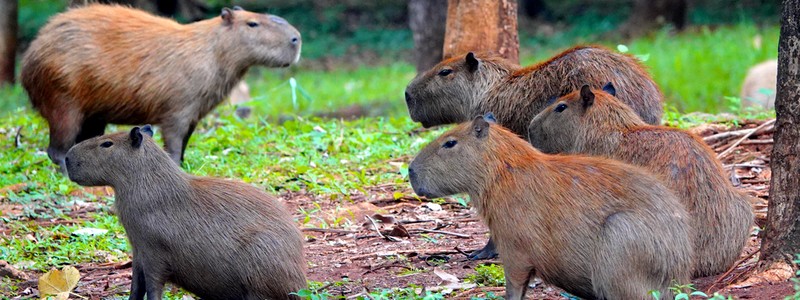 Le Pantanal à Campo Grande&nbsp;!